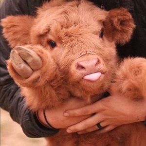 Meet your Posher, Justine